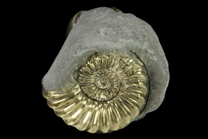 Pyritized (Pleuroceras) Ammonite & Bivalve Fossil - Germany #131117